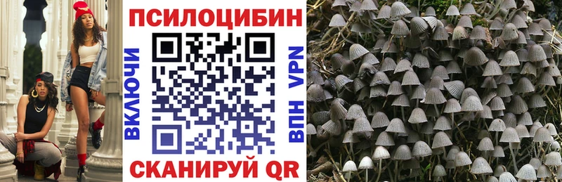 купить  сайты  Новошахтинск  Галлюциногенные грибы Cubensis 